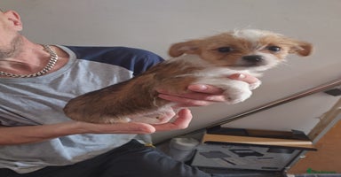 Mixed Breed dogs - Advert 3