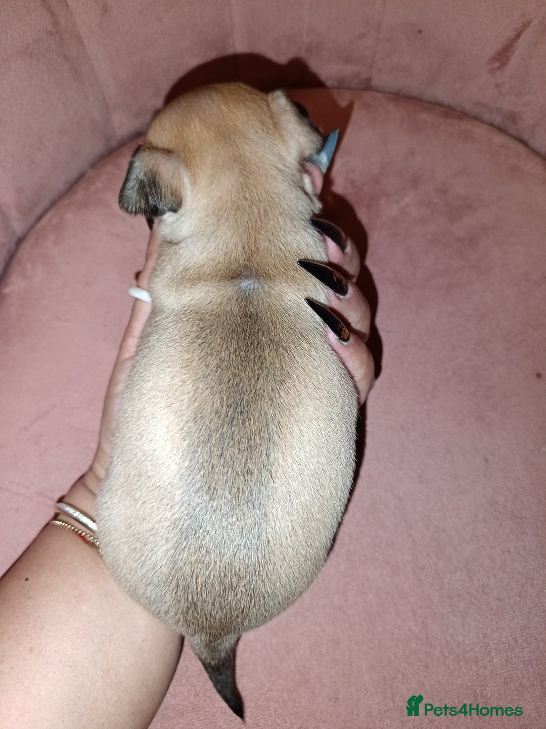 Chihuahua dogs for sale: Chihuahua girls 🩷🩷🩷 - Advert 8