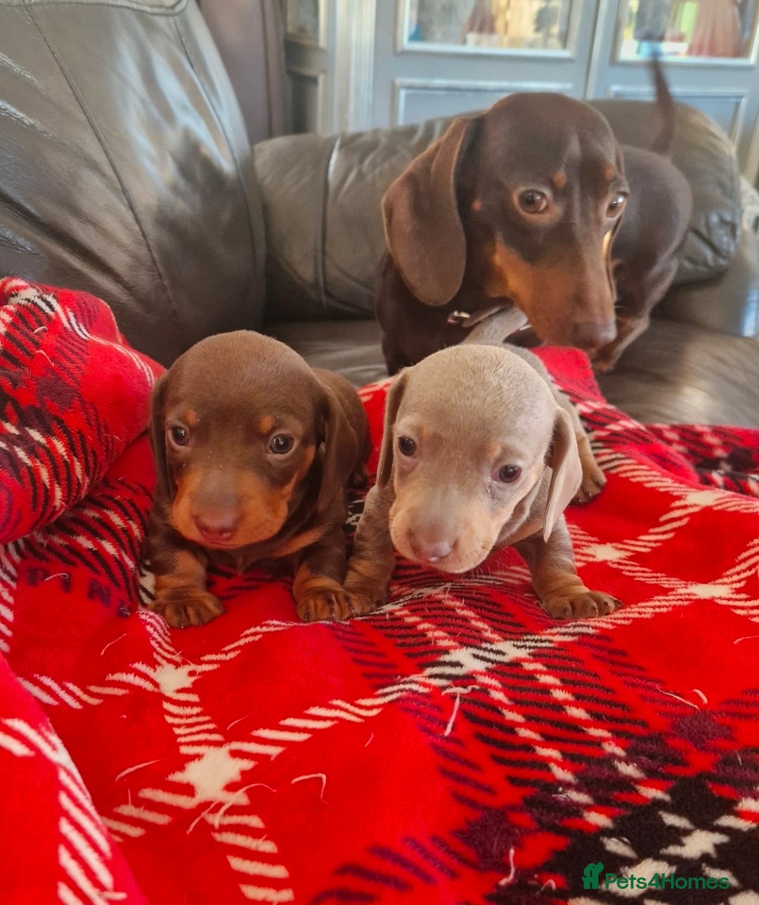 Miniature Dachshund dogs for sale: 1 beautiful kc puppy left ready 25/12/25 - Advert 9