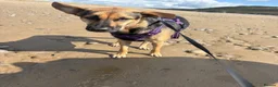 Mixed Breed dogs for sale: Are beautiful roxy - Advert 9