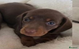 Miniature Dachshund dogs for sale: Miniature dachshund boy available  - Image 2