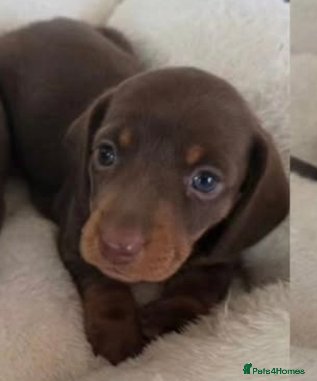 Miniature Dachshund dogs for sale: Miniature dachshund boy available  - Image 2