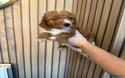 Cockapoo dogs for sale: Beautiful F2 Cockapoo Puppies - Image 10