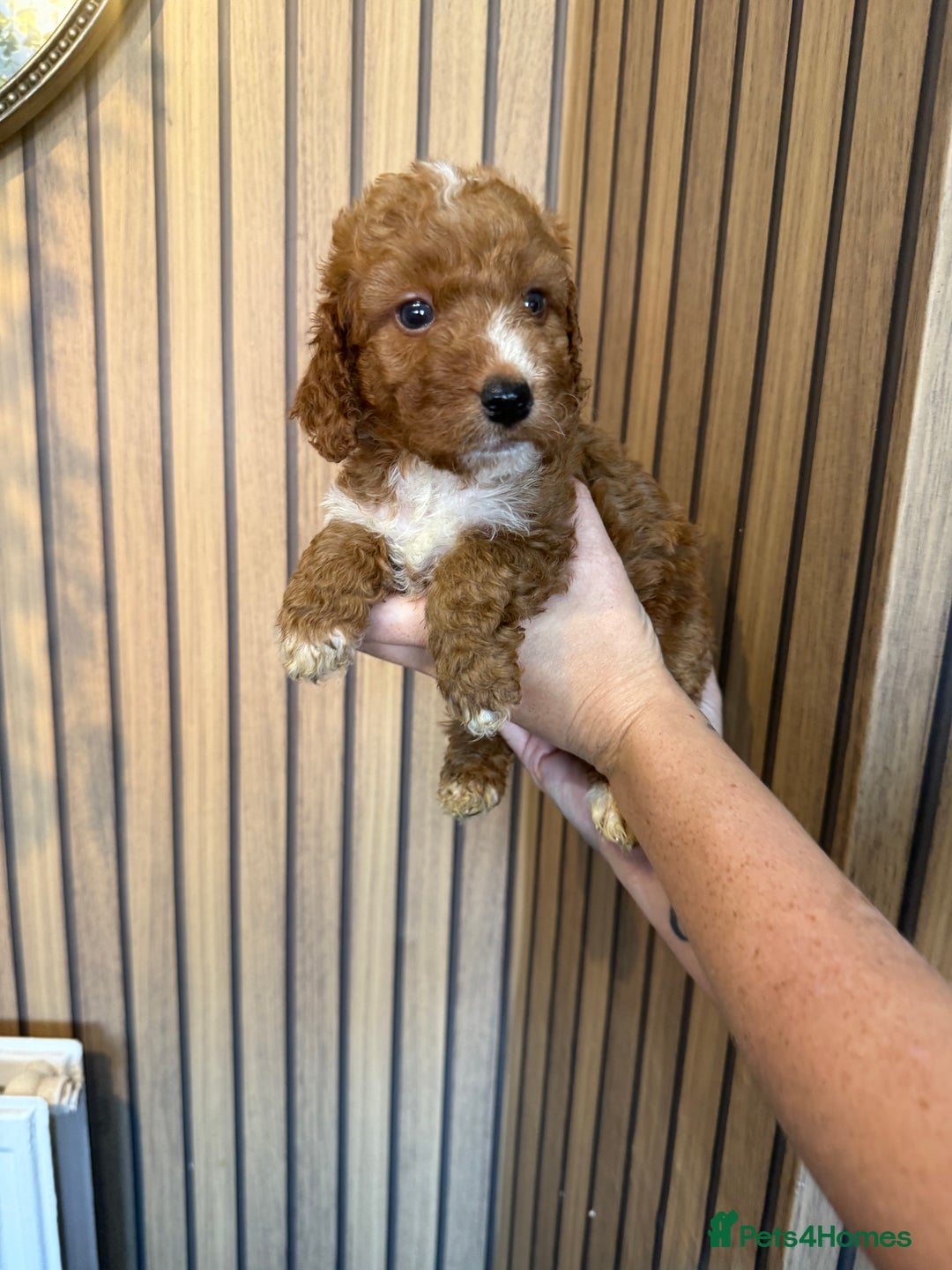 Cockapoo dogs for sale: Beautiful F2 Cockapoo Puppies - Image 10