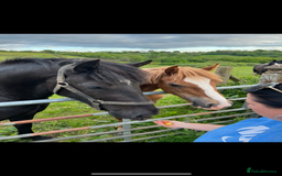 Welsh Section D horses for sale: Section D beautiful Black Mare Magic - Image 12