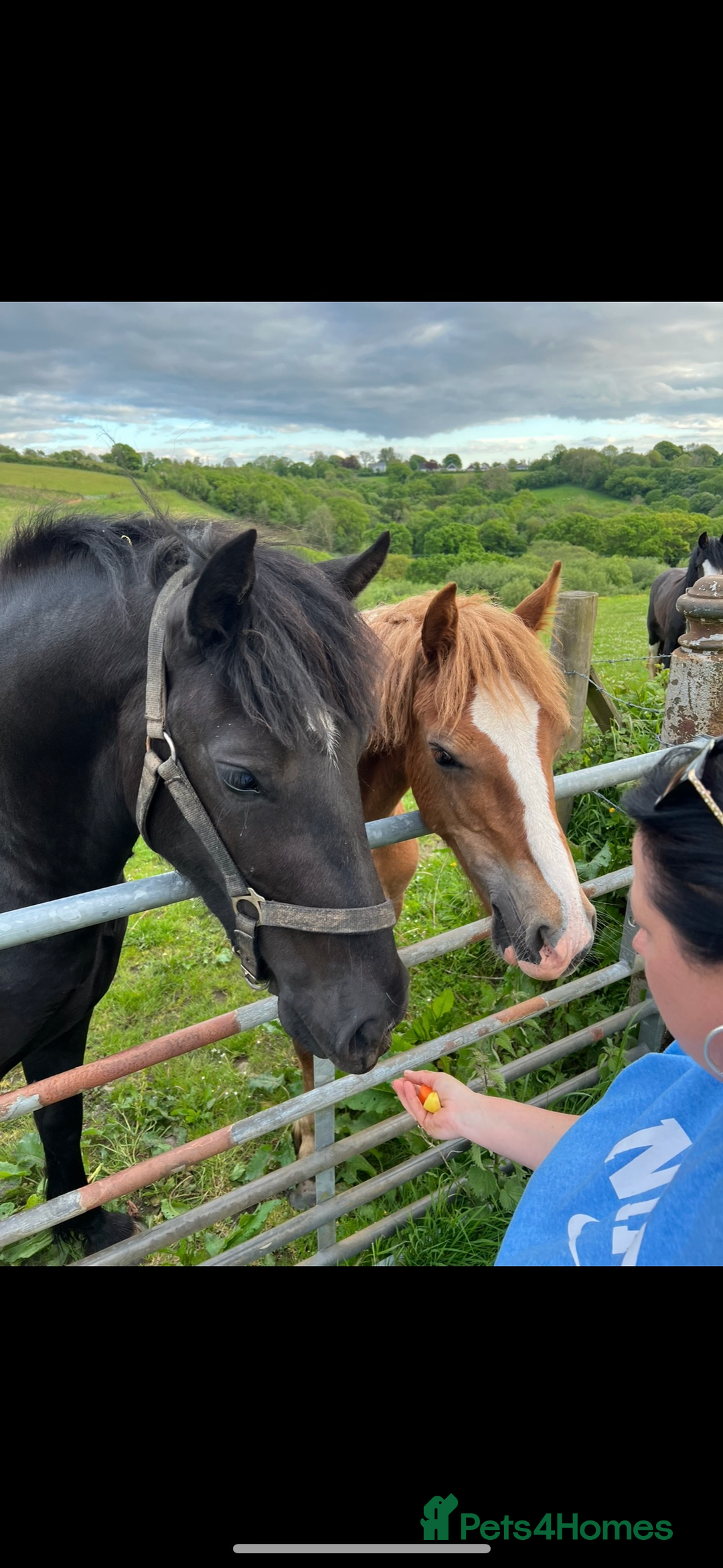 Welsh Section D horses for sale: Section D beautiful Black Mare Magic - Image 12