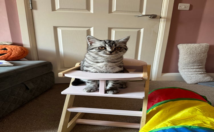 British Shorthair cats British shorthair mix  - Advert 2