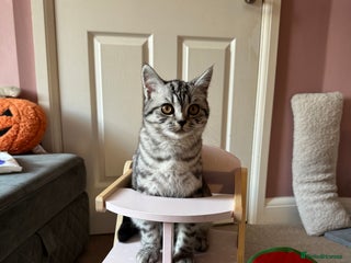 British Shorthair cats British shorthair mix - Advert 3