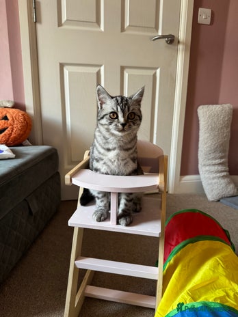 British Shorthair cats British shorthair mix - Advert 2