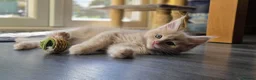 Maine Coon cats for sale: Beautiful, well handled Maincoon kittens  - Advert 15