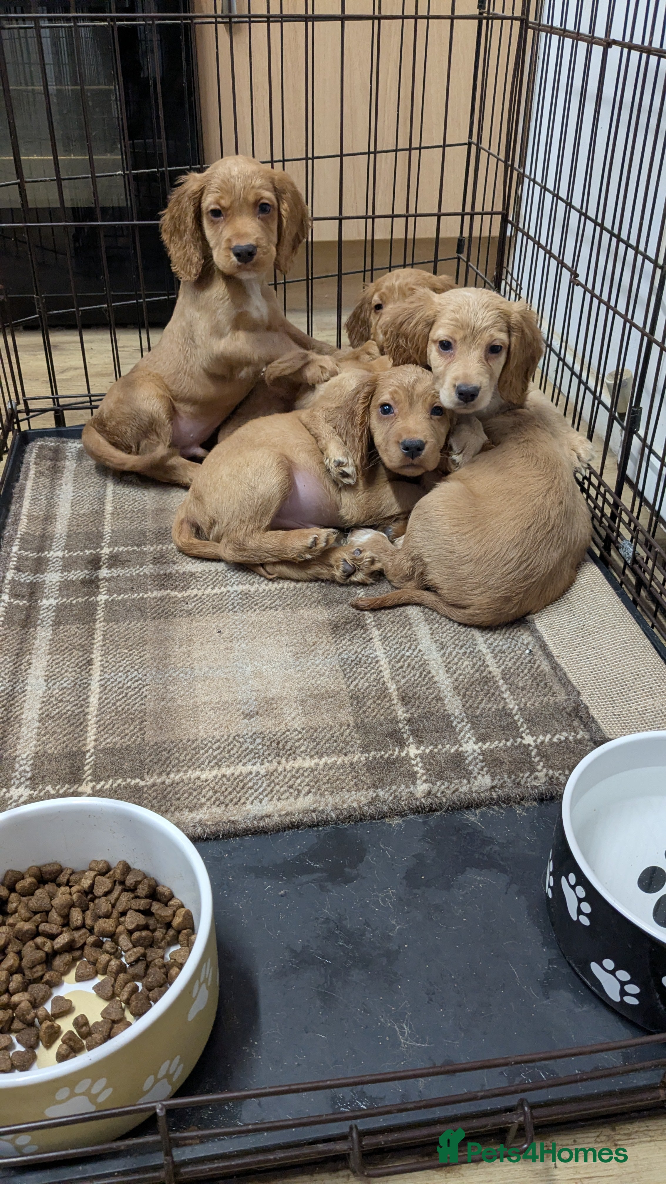 Cocker Spaniel dogs Adorable Working-Type Cocker Spaniel puppies - Advert 5