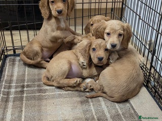 Cocker Spaniel dogs Adorable Working-Type Cocker Spaniel puppies - Advert 5