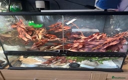 Frog reptiles for sale: Whites tree frog x2 and one tree frog - Image 7