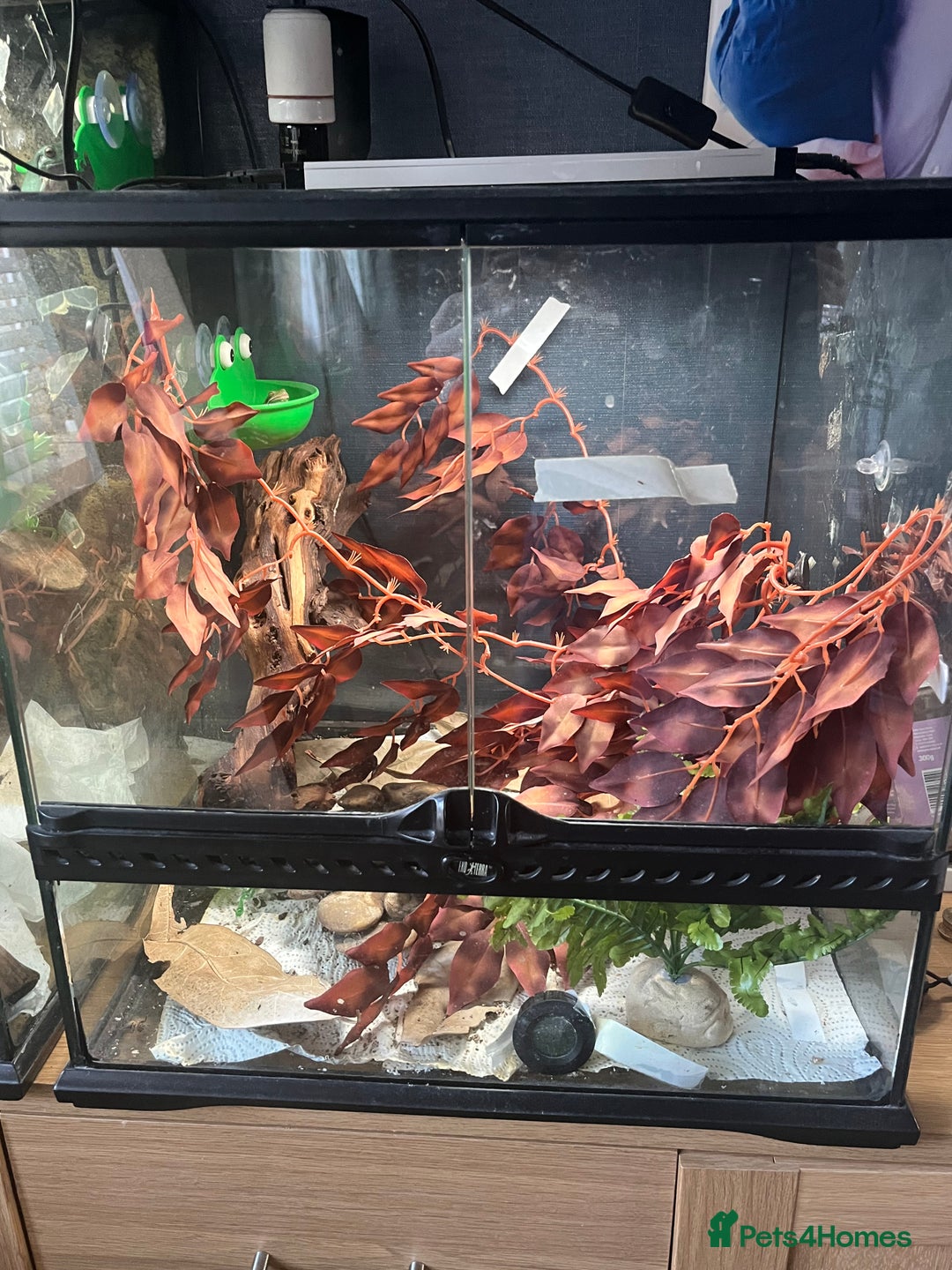 Frog reptiles for sale: Whites tree frog x2 and one tree frog - Image 7