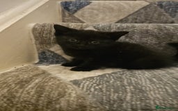 Bombay cats for sale: 2 lovely kitten left 😍 💙  - Image 2