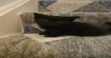 Bombay cats - Advert 7