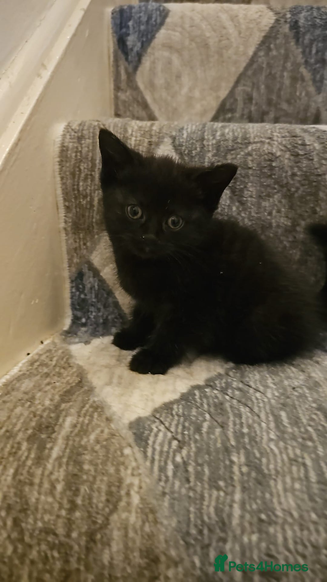 Bombay cats for sale: 2 lovely kitten left 😍 💙  - Image 2