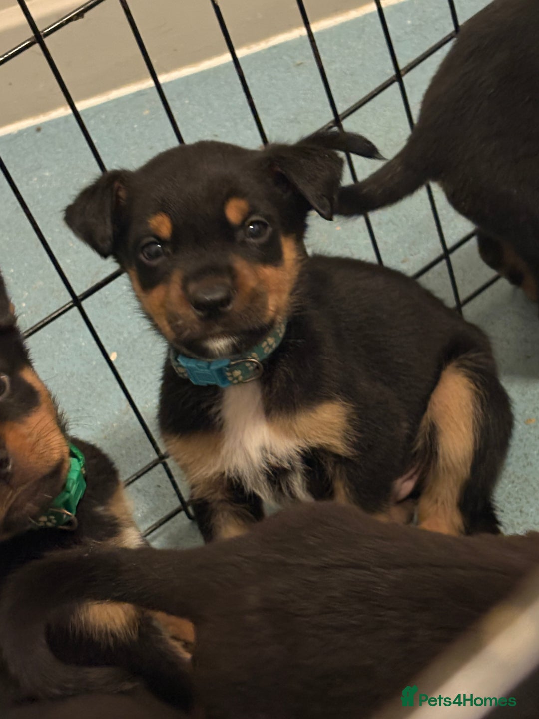 Rottweiler dogs for sale: Rottweiler puppies ready to leave now !!!! - Advert 35