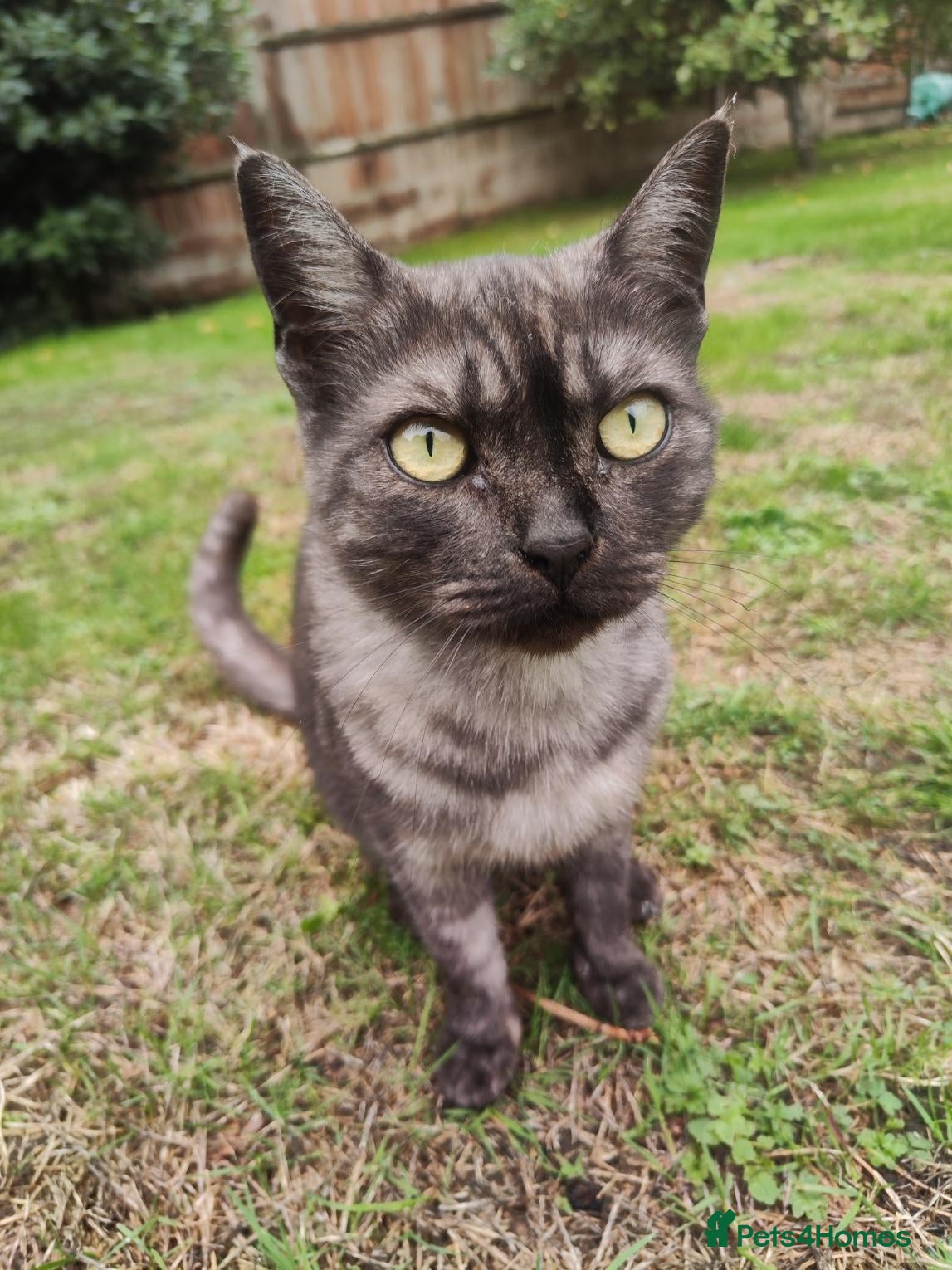 Mixed Breed cats Extremely purry and affectionate girl (Bengal x) - Advert 6