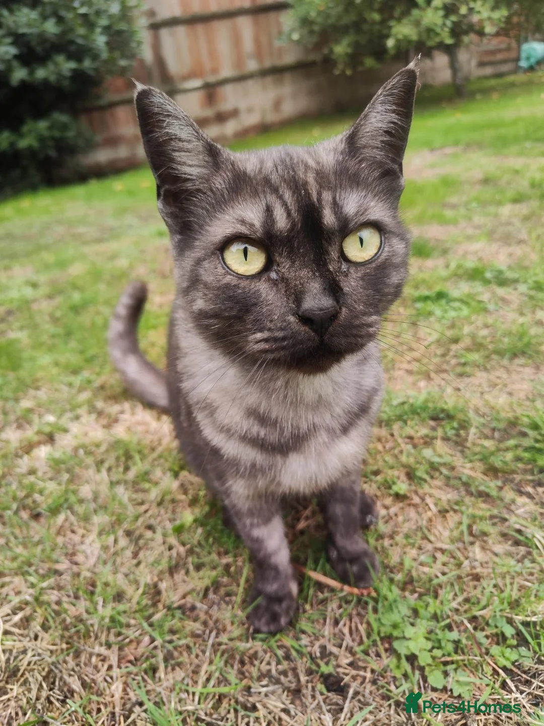 Mixed Breed cats for sale: Extremely purry and affectionate girl (Bengal x) - Advert 1