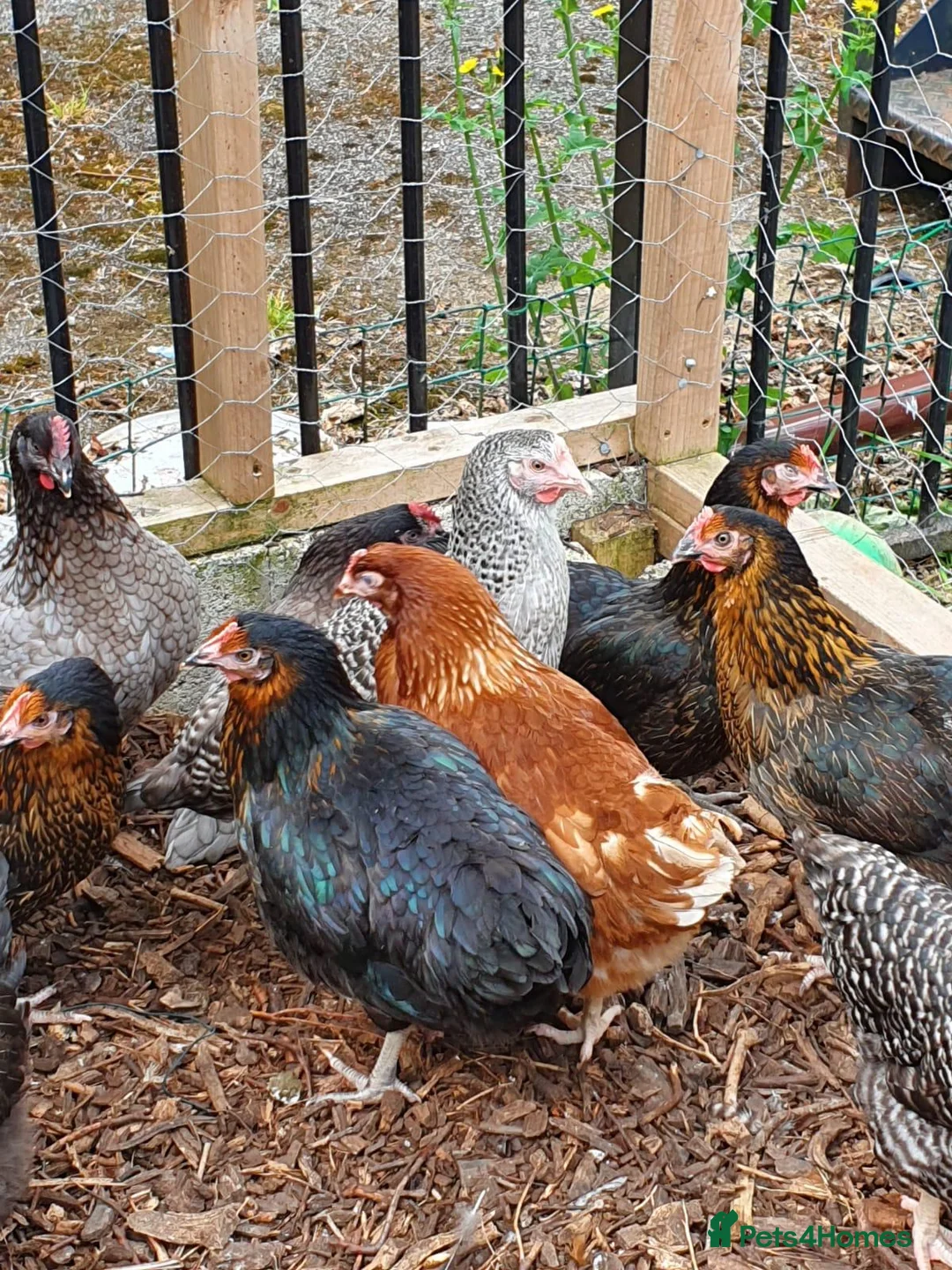 Chickens poultry for sale: Chickens for sale  - Advert 4