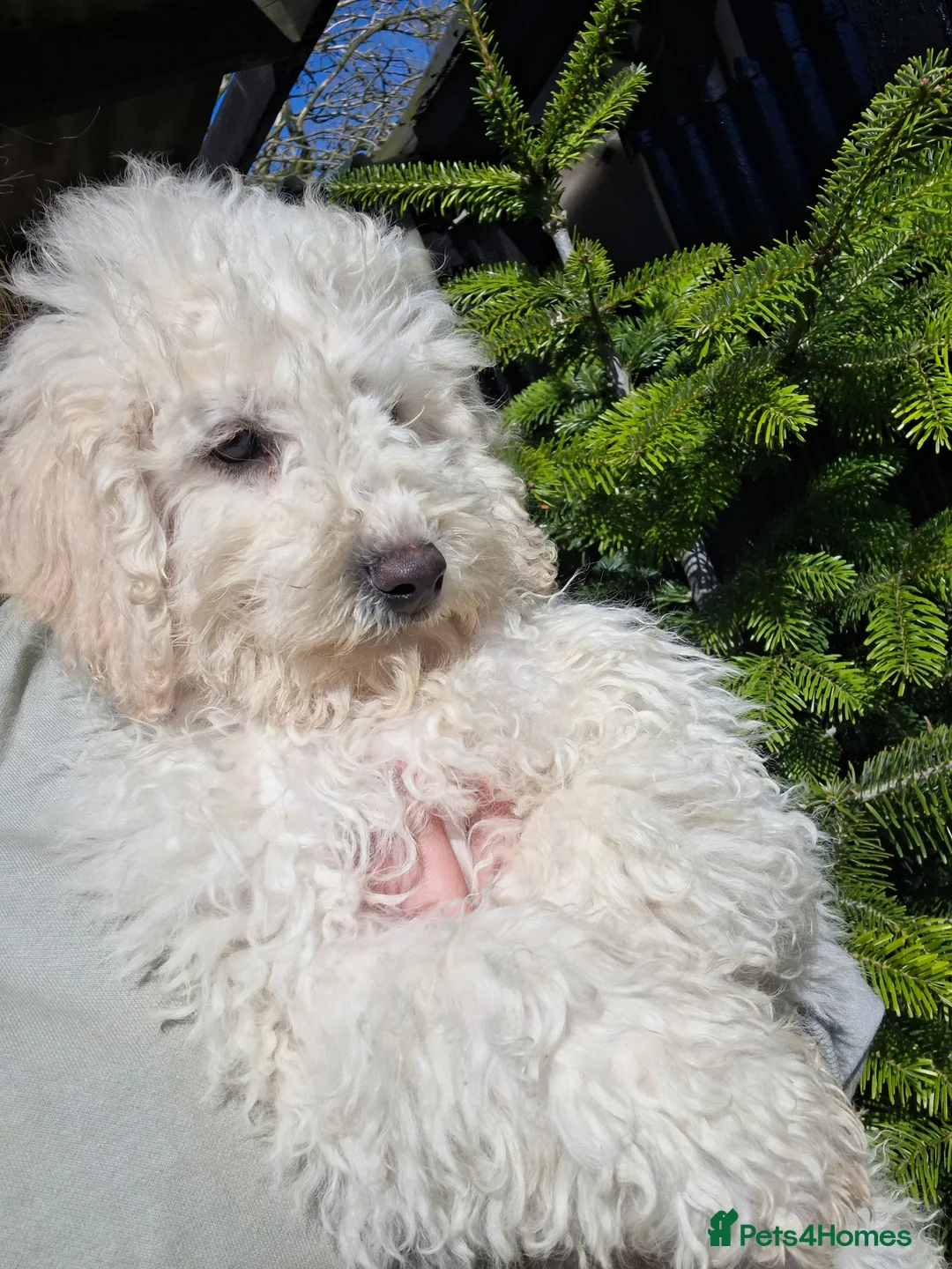 Bichon Frise dogs for sale: One beautiful bichon girl pup - Advert 2