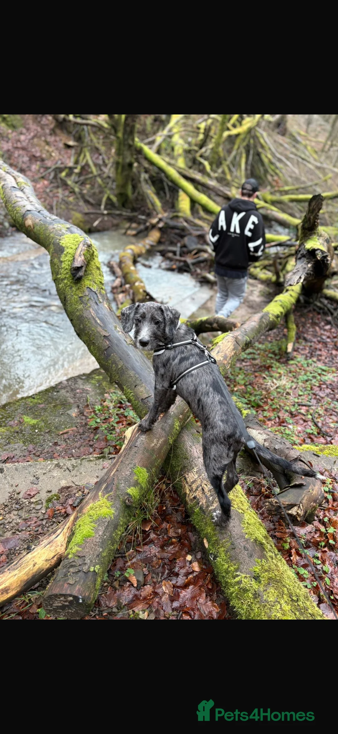 Mixed Breed dogs for sale: Dalmadoodle - Advert 1