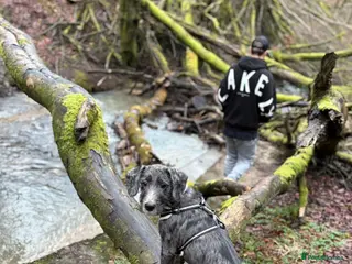 Mixed Breed dogs Dalmadoodle - Advert 4