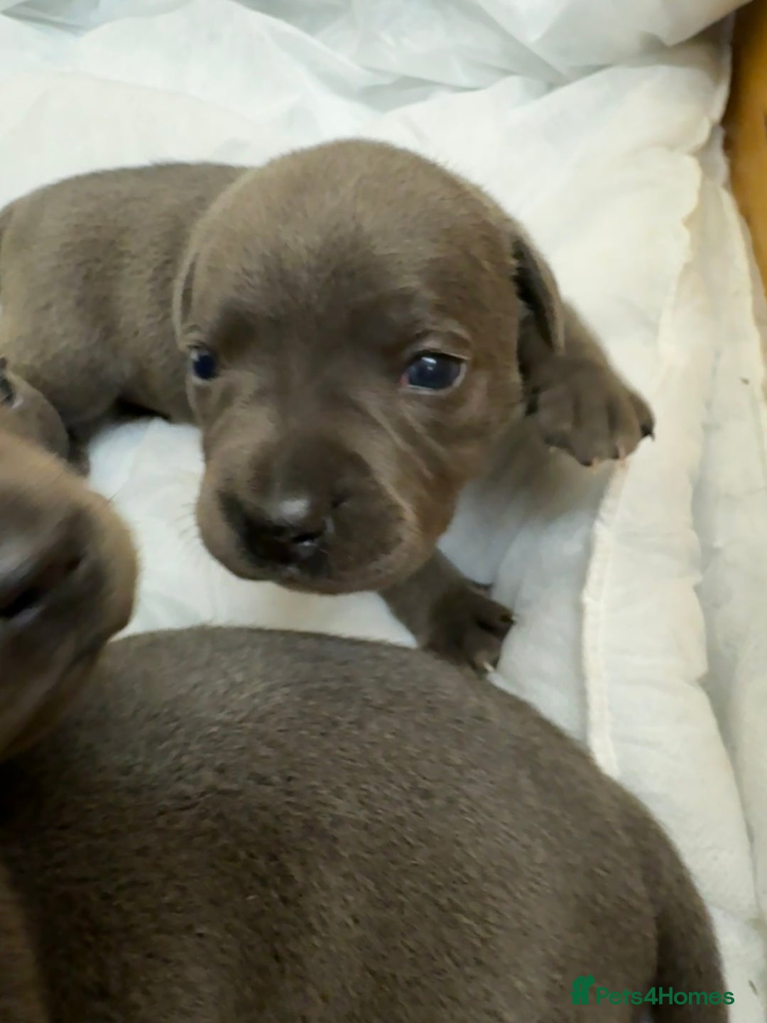 Staffordshire Bull Terrier dogs for sale: KC & DNA tested Staffordshire Bull Terrier Puppies - Advert 8