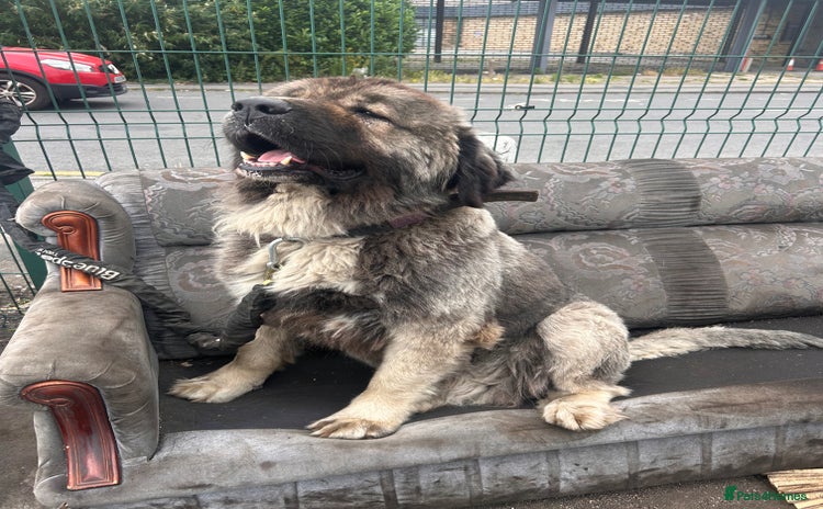 Caucasian Shepherd Dog dogs - Advert 15