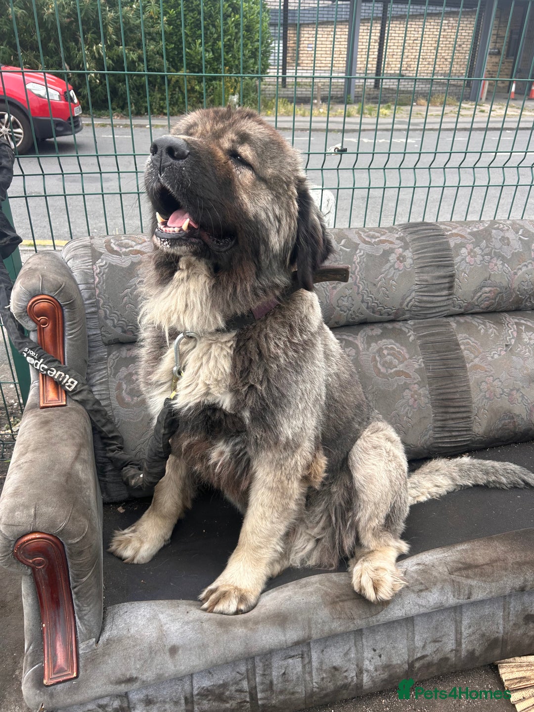 Caucasian Shepherd Dog dogs for sale: Pearl the Caucasian shepherd  - Image 1