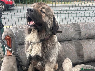 Caucasian Shepherd Dog dogs - Advert 8