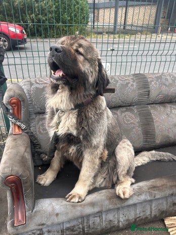 Caucasian Shepherd Dog dogs - Advert 10