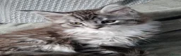 Maine Coon cats for sale: Beautiful maine coon kitten - Advert 1