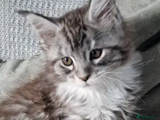 Maine Coon cats Beautiful maine coon kitten - Advert 11