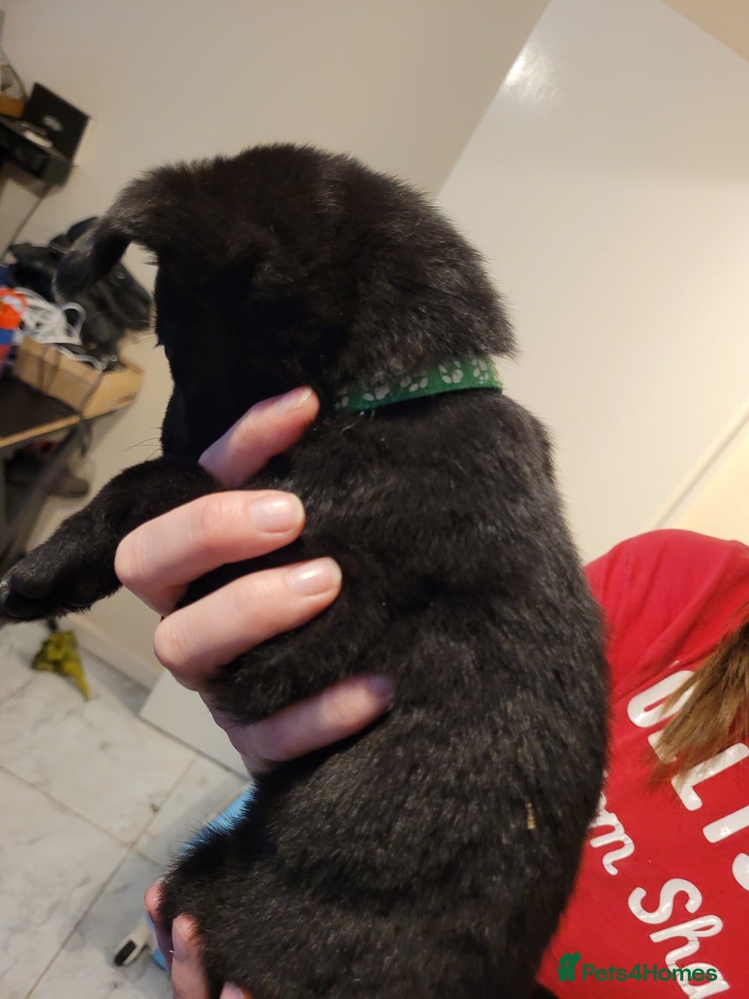 Mixed Breed dogs for sale: German Shepherd X Labrador  - Image 19