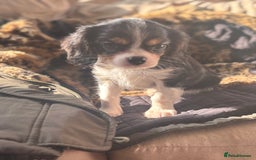 Cavalier King Charles Spaniel dogs for sale: 2 beautiful cavalier King Charles  - Image 10