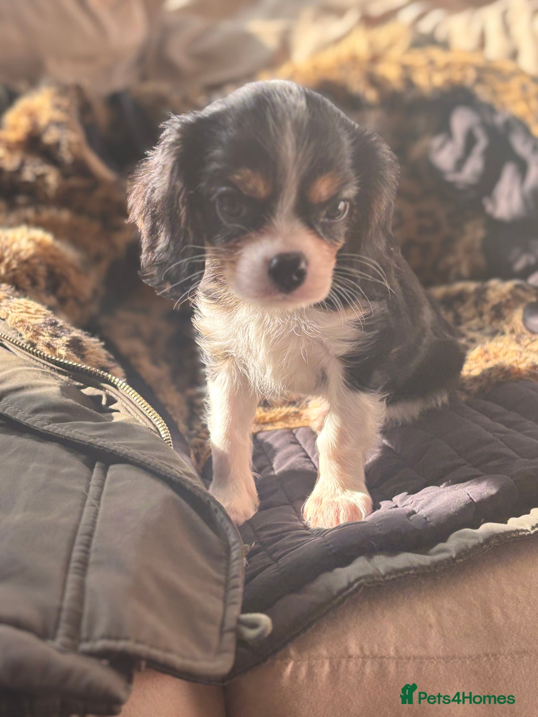 Cavalier King Charles Spaniel dogs for sale: 2 beautiful cavalier King Charles  - Image 10