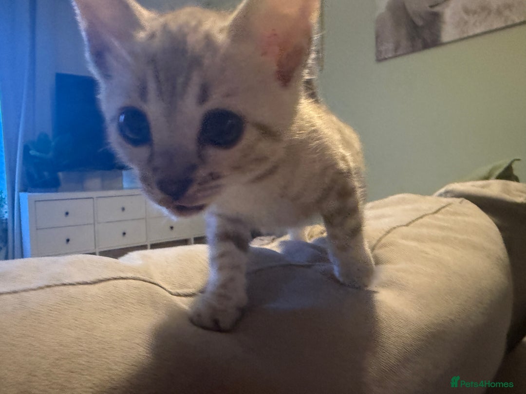 Bengal cats for sale: TICA registered Bengals  - Advert 5