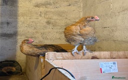 Chickens poultry for sale: 6 week old chickens various colours - Image 4
