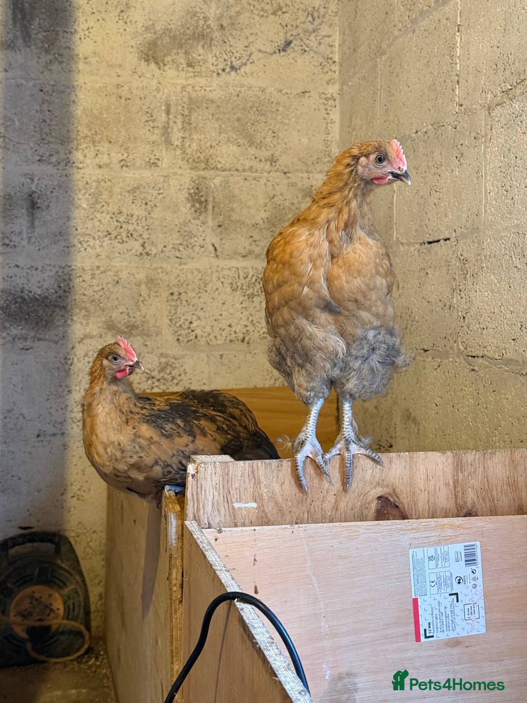 Chickens poultry for sale: 6 week old chickens various colours - Image 4