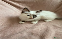 Ragdoll cats for sale: Beautiful Ragdoll kittens  ** LAST ONE ** - Image 12