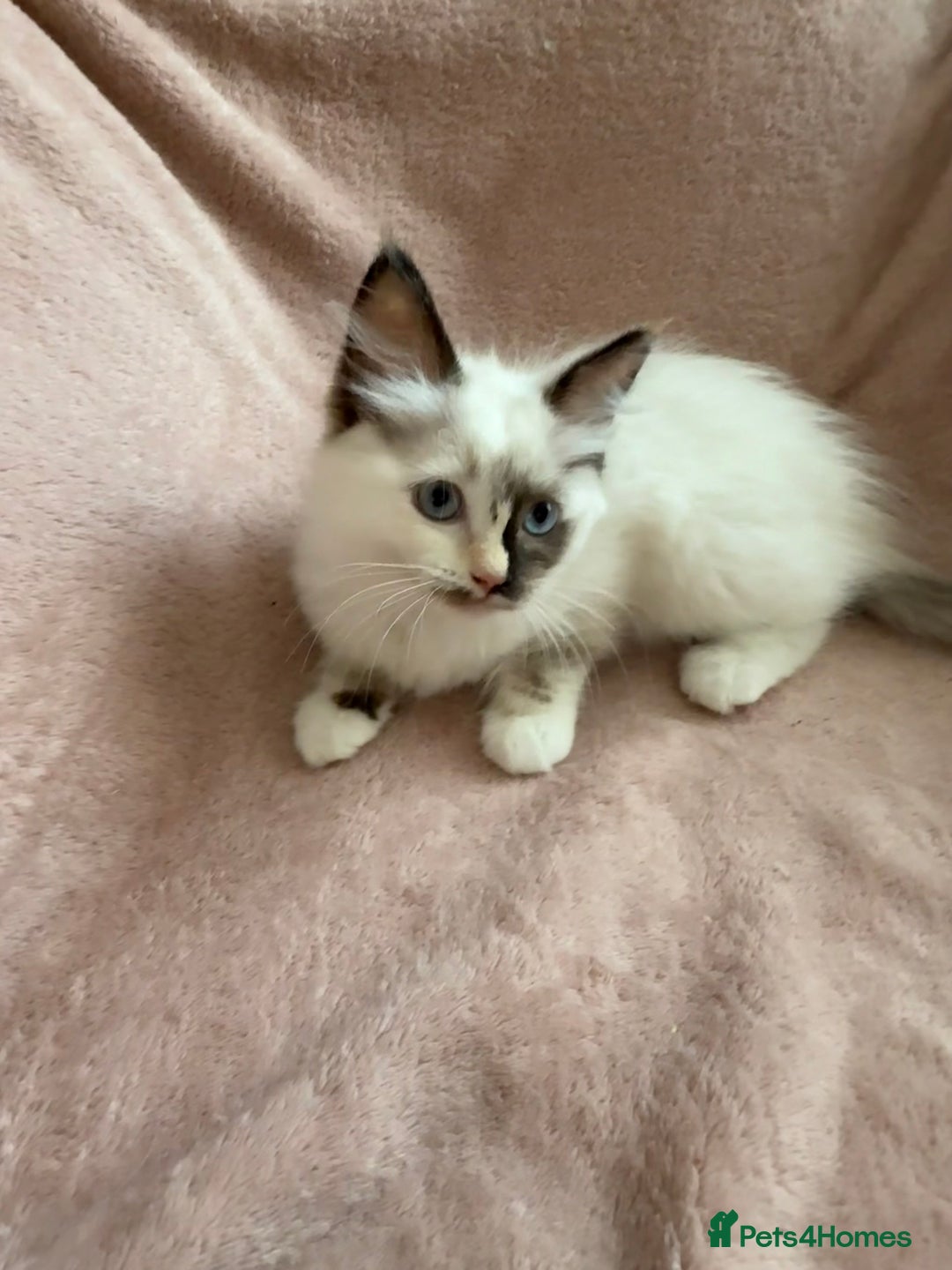 Ragdoll cats for sale: Beautiful Ragdoll kittens  ** LAST ONE ** - Image 12