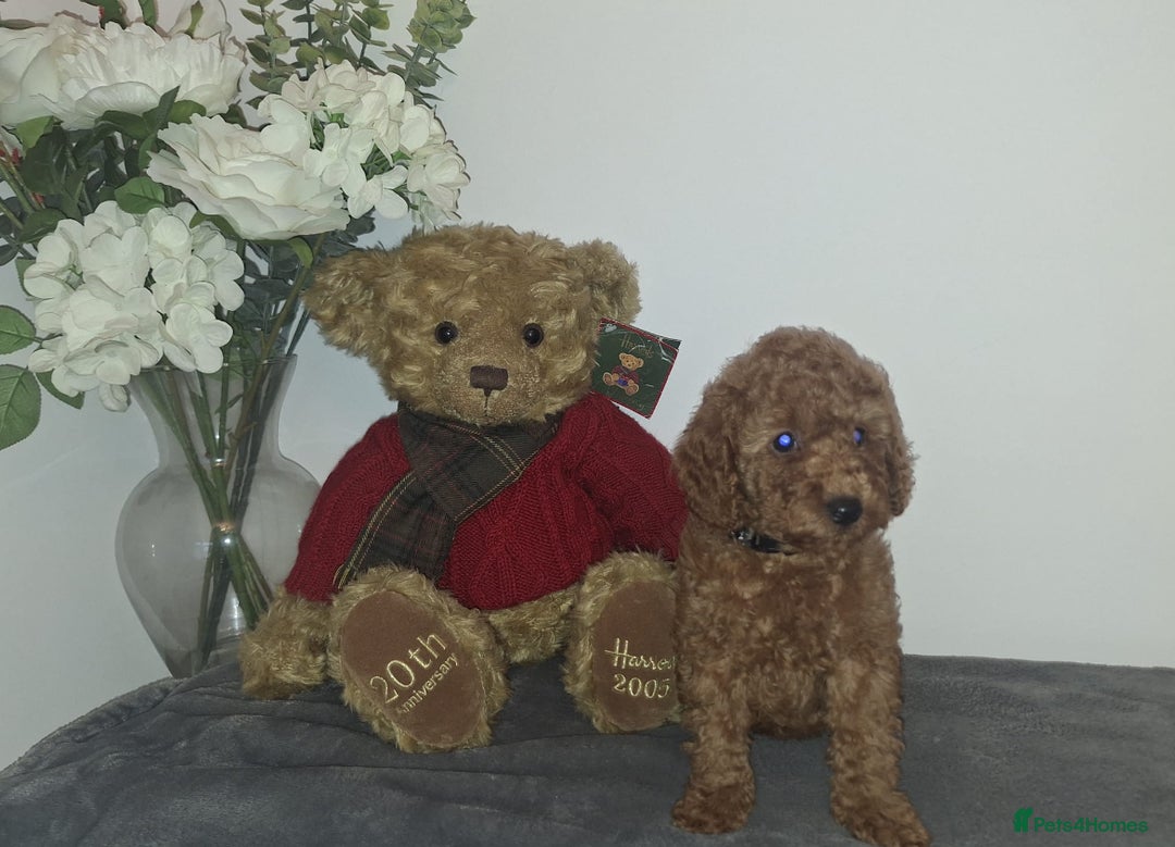Cavapoo dogs for sale: outstanding Cavapoo’s, with heart tested parents - Advert 13