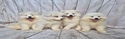 Samoyed dogs for sale: 2 Boys Left ready now ❤️ - Advert 5