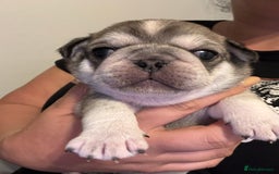 Pug dogs for sale: Beautiful Pug Puppies Male Female - Image 12