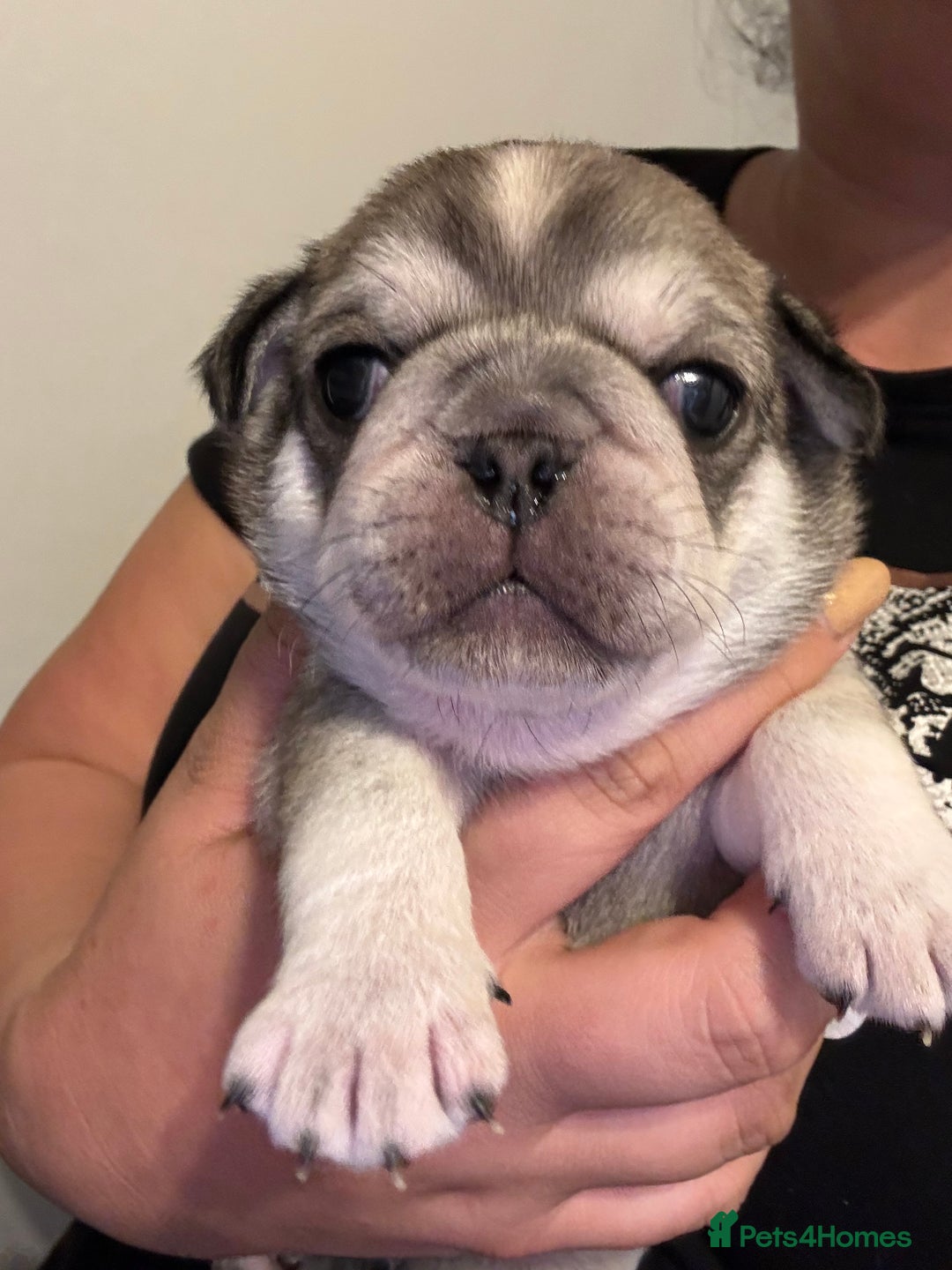 Pug dogs for sale: Beautiful Pug Puppies Male Female - Image 12