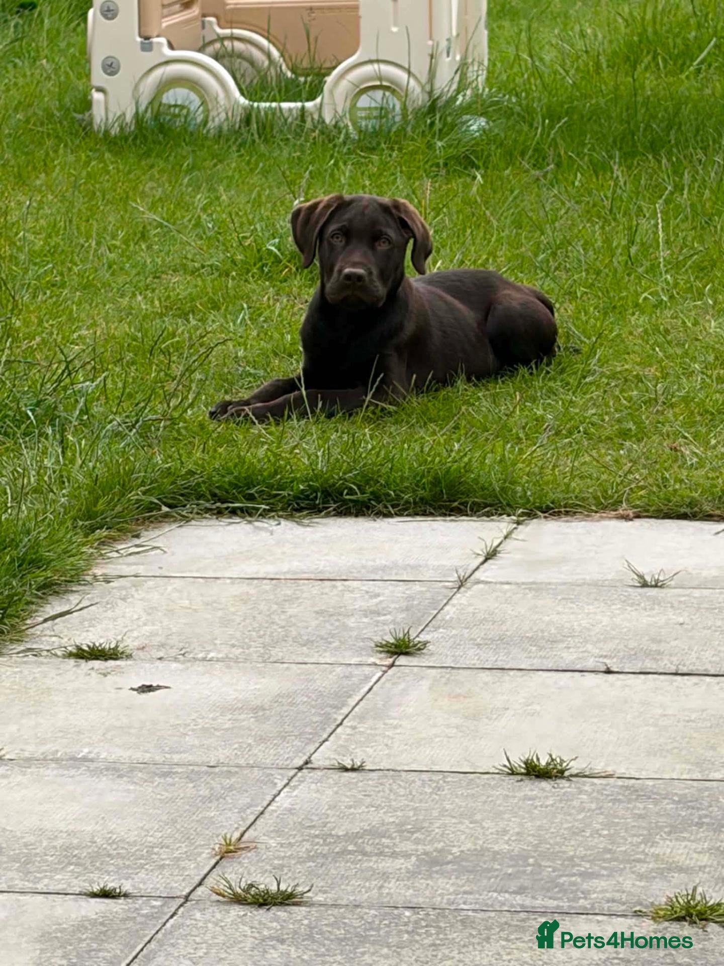 Labrador Retriever dogs Carlos - Advert 1