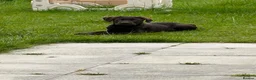 Labrador Retriever dogs for sale: Carlos in Ellesmere Port - Advert 1