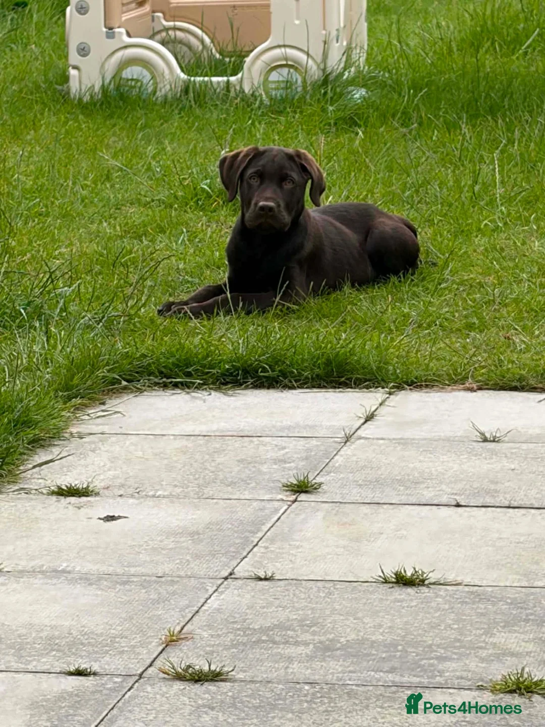 Labrador Retriever dogs for sale: Carlos in Ellesmere Port - Advert 1